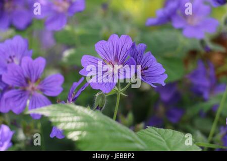 Bleu violet fleurs de géranium de Cranesbill, géranium magnifium, floraison en été sur un fond naturel de feuilles vertes. Banque D'Images