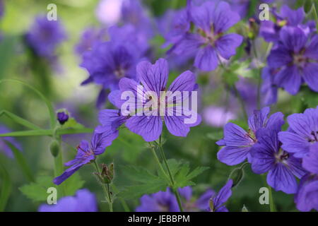 Bleu violet fleurs de géranium de Cranesbill, géranium magnifium, floraison en été sur un fond vert naturel. Banque D'Images