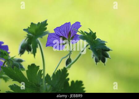 Une seule fleur bleu-violet de géranium de Cranesbill, géranium magnifiUM, fleurit en été sur un fond vert naturel Banque D'Images