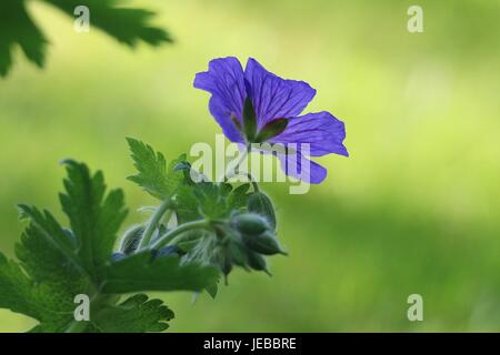 Fleur de géranium bleu-canneberges, géranium magnifiUM, floraison en été sur fond vert naturel Banque D'Images