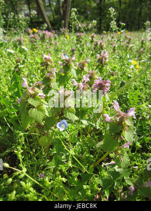 L'image montre Taubnessel, ou ortie morte (album Lamium), une fleur sauvage commune trouvée dans les bois et les jardins européens. Connue pour ses fleurs blanches, elle fait partie de la famille de la menthe et attire les pollinisateurs. Banque D'Images