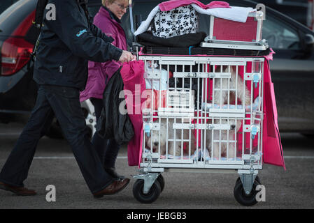 NEC, Birmingham, England, UK. 9 mars 2017. Sur la photo : Les participants et leur West Highland White Terrier, communément appelé westie, arriver à la Banque D'Images