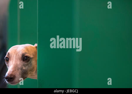 NEC, Birmingham, England, UK. 9 mars 2017. Sur la photo : UN Whippet pokes sa tête hors de l'enclos d'attente à l'intérieur de la NEC. / Première tenue en 1891, Crufts Banque D'Images