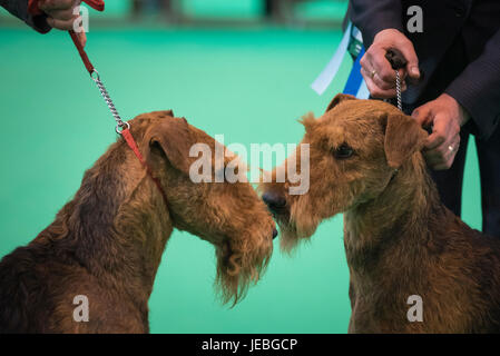 NEC, Birmingham, England, UK. 9 mars 2017. Sur la photo : Deux Airedale Terriers renifler les uns les autres comme ils se font concurrence à l'intérieur de la NEC. / Première tenue en 1891, Banque D'Images