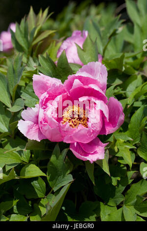 Paeonia suffruticosa 'Yin Fen Jin Ling' fleurit au printemps. Banque D'Images