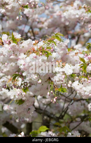 Prunus 'Shogetsu' en fleurs au printemps. Cerisiers en fleurs dans un jardin anglais. Banque D'Images