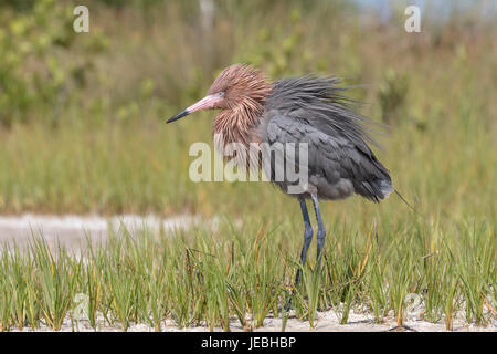 Aigrette roussâtre Banque D'Images