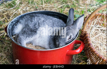 Un lapin gris dans un pot rouge Banque D'Images