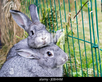 Deux petits lapins gris Banque D'Images