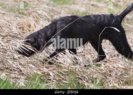 Chien de chasse sur la chasse aux oiseaux au printemps Banque D'Images