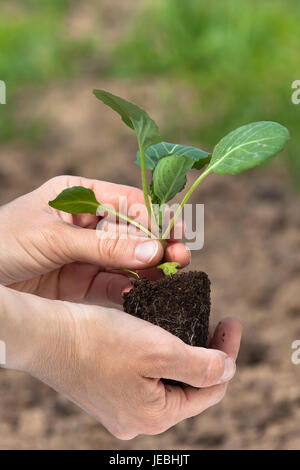 Des plantules de mains tenant prêt à planter des choux dans le potager Banque D'Images