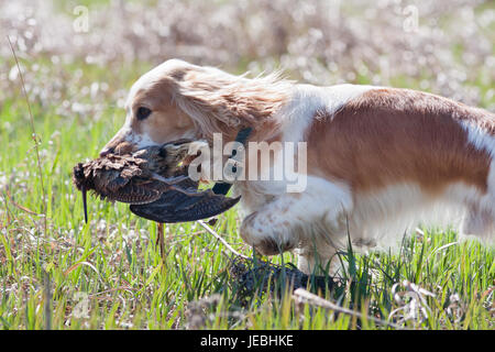 Chien de chasse transportant une bécasse au propriétaire Banque D'Images