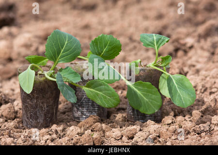 Le chou de semis dans le jardin prêt à la plantation Banque D'Images