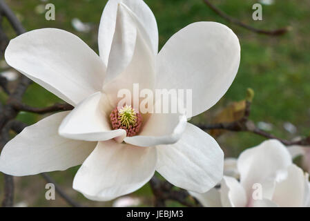 Magnolia x soulangeana Banque D'Images