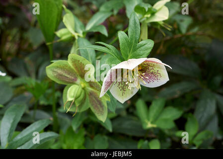 Helleborus orientalis Banque D'Images