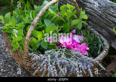 Apothekerrose, Zitronenmelisse, Lavendel als Zutaten für einen, Beruhigungstee Heiltee Kräutertee Tee,,, Kräuterernte in einem Korb. Thé, tisane, Banque D'Images