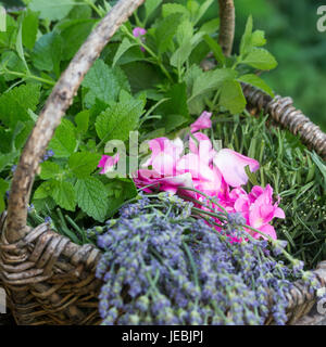 Apothekerrose, Zitronenmelisse, Lavendel als Zutaten für einen, Beruhigungstee Heiltee Kräutertee Tee,,, Kräuterernte in einem Korb. Thé, tisane, Banque D'Images