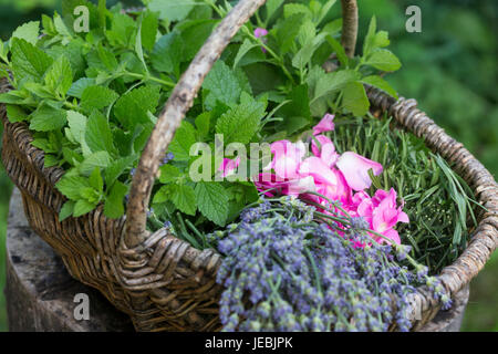 Apothekerrose, Zitronenmelisse, Lavendel als Zutaten für einen, Beruhigungstee Heiltee Kräutertee Tee,,, Kräuterernte in einem Korb. Thé, tisane, Banque D'Images