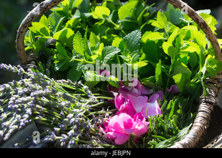 Apothekerrose, Zitronenmelisse, Lavendel als Zutaten für einen, Beruhigungstee Heiltee Kräutertee Tee,,, Kräuterernte in einem Korb. Thé, tisane, Banque D'Images