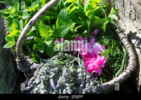 Apothekerrose, Zitronenmelisse, Lavendel als Zutaten für einen, Beruhigungstee Heiltee Kräutertee Tee,,, Kräuterernte in einem Korb. Thé, tisane, Banque D'Images