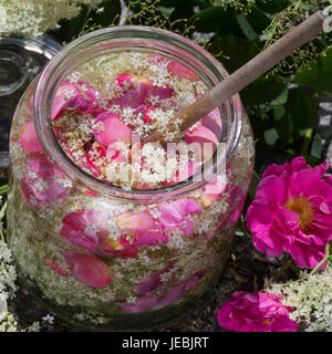 Von Blütenblättern Holunderblüten-Sirup gemeinsam mit Apothekerrose Holunderblütensirup, sirop, aus, Holunderblüten Holunderblüte, Holunder-Blüte, Blü Banque D'Images