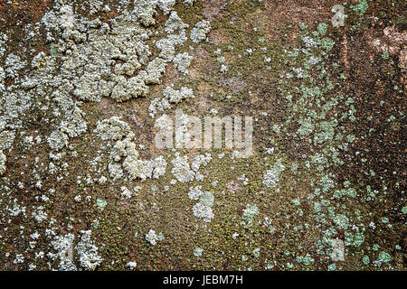 Sale et rugueux mur de béton avec des taches de moisissure et de lichen Banque D'Images