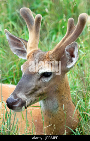 Un cerf de Virginie Odocoileus virginianus, buck, avec ses bois de velours, de l'espace de fermes zoo et musée, Sussex County, New Jersey, USA Banque D'Images