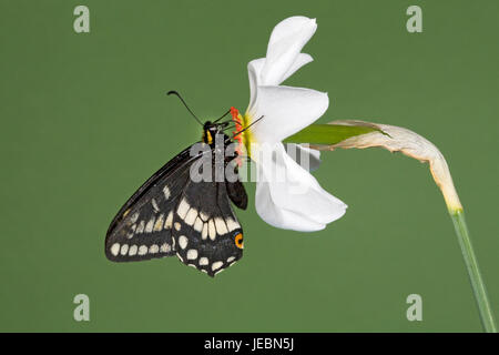 Papillon du machaon, Papilio Indra Indra, nectar sur une Pheasant's eye fleur sauvage, Narcisse Poetica, Metolius River, Camp Sherman, Oregon. Banque D'Images