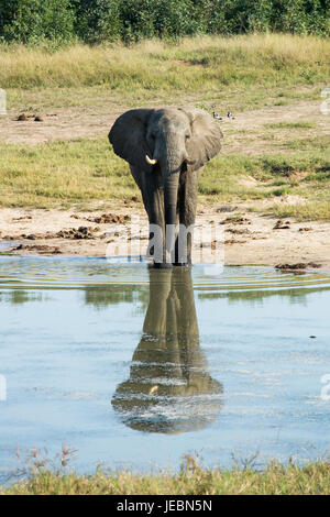 Un éléphant solitaire se dresse à l'abreuvoir, le parc national de Hwange, Zimbabwe Banque D'Images