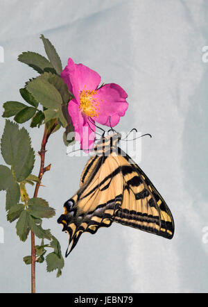 Un Western Tiger Swallowtail butterfly, Papilio rutulus, sur une rose sauvage Nooka. Banque D'Images