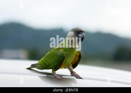 Conure soleil perroquet sur fond nature dans la soirée. Banque D'Images