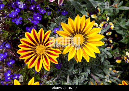 Vue aérienne d'un jaune vif et rouge-violet avec fleurs gazania lobelia plantes à massifs en été Banque D'Images