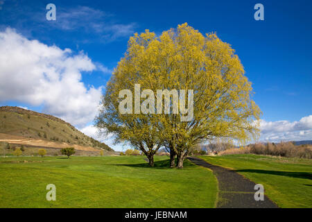 Un grand saule pleureur arbre sur une pelouse sur une journée au début du printemps. Banque D'Images