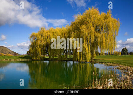 A large weeping willow tree on a grassy lawn on an early spring day. Banque D'Images