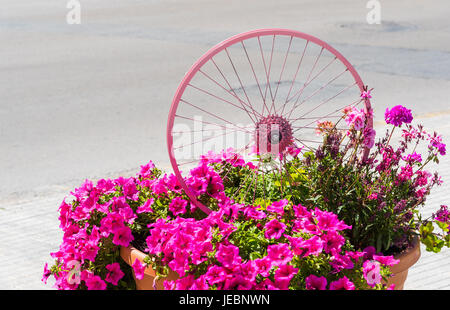 ALGHERO, ITALIE - 03/05/2017 : rose décorations pour 100e Giro d'italia à Alghero, Sardaigne Banque D'Images