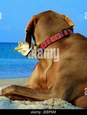 Braque de chien à la plage avec les poissons dans la bouche Banque D'Images