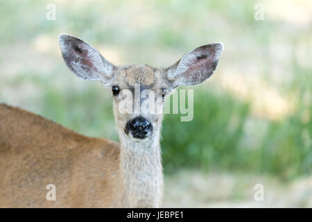 Les Cerfs à queue noire (Odocoileus hemionus), Tête de femme adulte. Banque D'Images