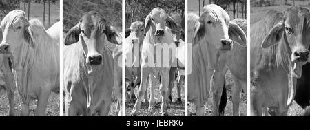 Vache noire et blanche avec bandeau panoramique bétail de Brahman dans les régions rurales de l'Australie Banque D'Images