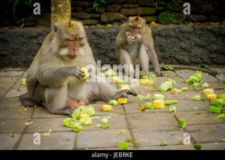 Les macaques à longue queue Macaca fascicularis dans la forêt des singes d'Ubud Temple sur Bali Indonesia. Banque D'Images