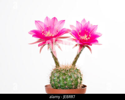 Cactus Echinopsis Kermesina avec ouverture des deux fleurs rose contre fond blanc, isolé Banque D'Images