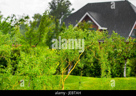 (Salix matsudana Saule Chinois) dans un jour de pluie gaden. Chambre sur l'arrière-plan. Banque D'Images