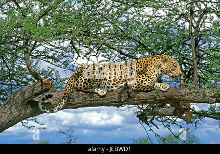 Persian leopard sur un arbre, Panthera pardus saxicolor, Banque D'Images