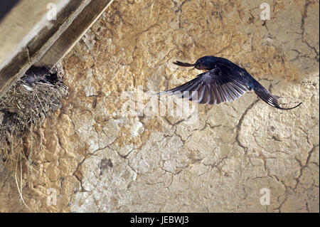 Avaler dans l'approche sur son nid avec de jeunes oiseaux, Hirundo rustica, Banque D'Images