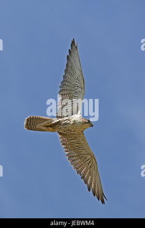 Würgfalke dans le vol, Falco cherrug, Banque D'Images