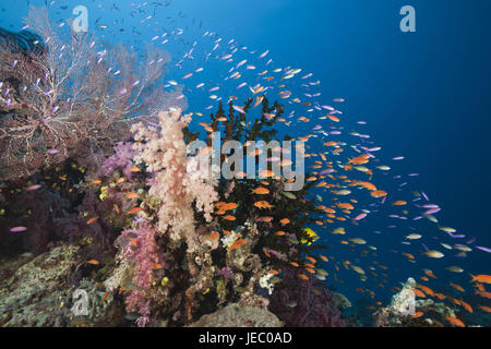 Dans les récifs coralliens des perchoirs drapeau, Pseudanthias squamipinnis, Namena parc marin, Fidji, Banque D'Images