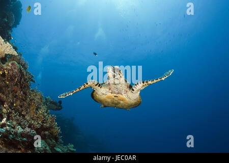 Karettschildkröte réel, Eretmochelys imbricata, Namena parc marin, Fidji, Banque D'Images