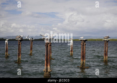 Des sternes et des pélicans sur les restes d'un vieux port pièce jointe, sterna sp., Pelecanus occidentalis, parc Haitises batch, la République dominicaine, Banque D'Images