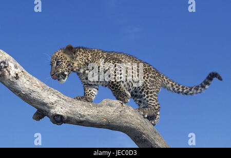 Léopard, Panthera pardus, jeune animal, stand, branche, ciel bleu, Banque D'Images