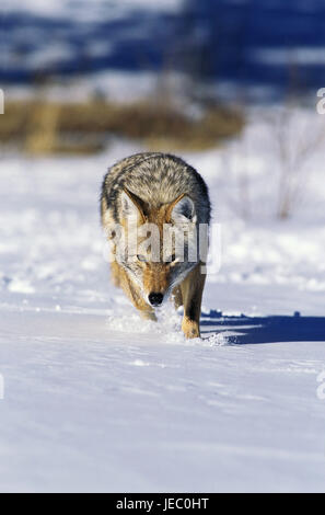 Le Coyote (Canis latrans, loup des prairies de l'Amérique du Nord, l'animal adulte, neige, Montana, Banque D'Images