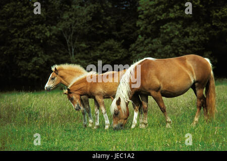 Haflinger, mare avec poulain dans un pré, Banque D'Images